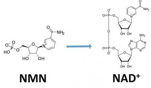 從生物學(xué)角度看NMN:為何能延緩衰老和提高免疫力？