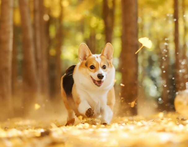 PQQ：改善認(rèn)知與運(yùn)動能力